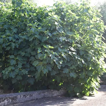 2 Pini Rodi Garganico